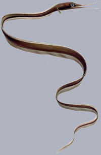 Nemichthys scolopaceus Schlanker Schnepfenaal