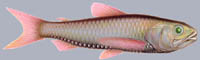 Neoscopelus macrolepidotus Grossschuppiger Laternenfisch