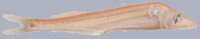 Scopelarchus analis Kleinflossen-Perlenauge Short fin pearleye