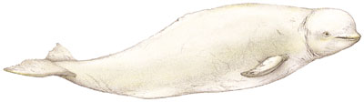 Beluga, Weisswal (Delphinapterus leucas) White whale