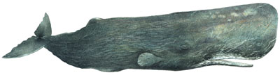 Pottwal (Physeter macrocephalus) Sperm whale