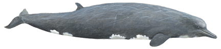 Baird-Wal (Berardius bairdii) Baird's beaked whale