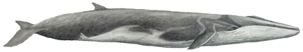 Finnwal (Balaenoptera physalus) fin whale