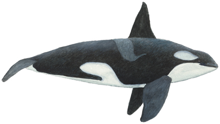 Schwertwal, Orca (Orcinus orca) Killer whale