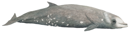 Cuvier-Schnabelwal (Ziphius cavirostris) Cuvier's beaked whale