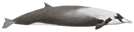 Layard-Wal (Mesoplodon layardii)