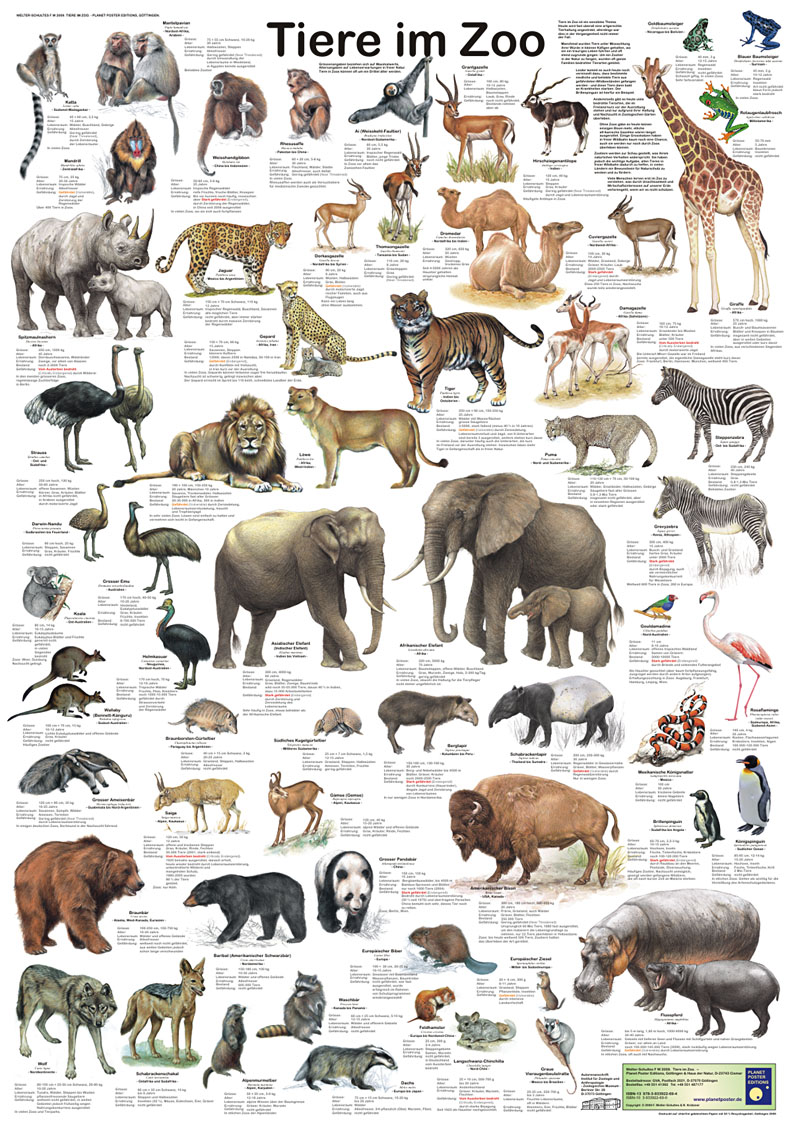 Poster: Tiere im Zoo (Zootiere)